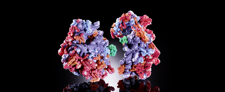 Биологи впервые создали искусственную «фабрику белков» в живой клетке
