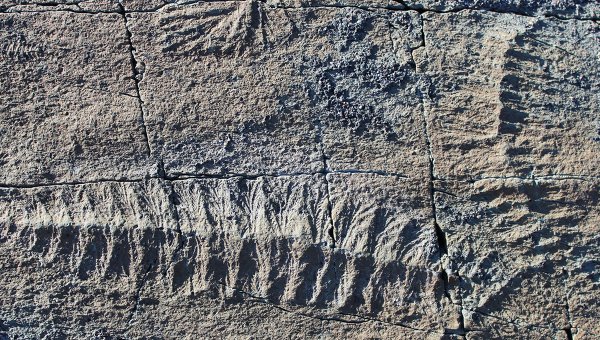 Палеонтологи: 540 млн лет назад секс уже существовал