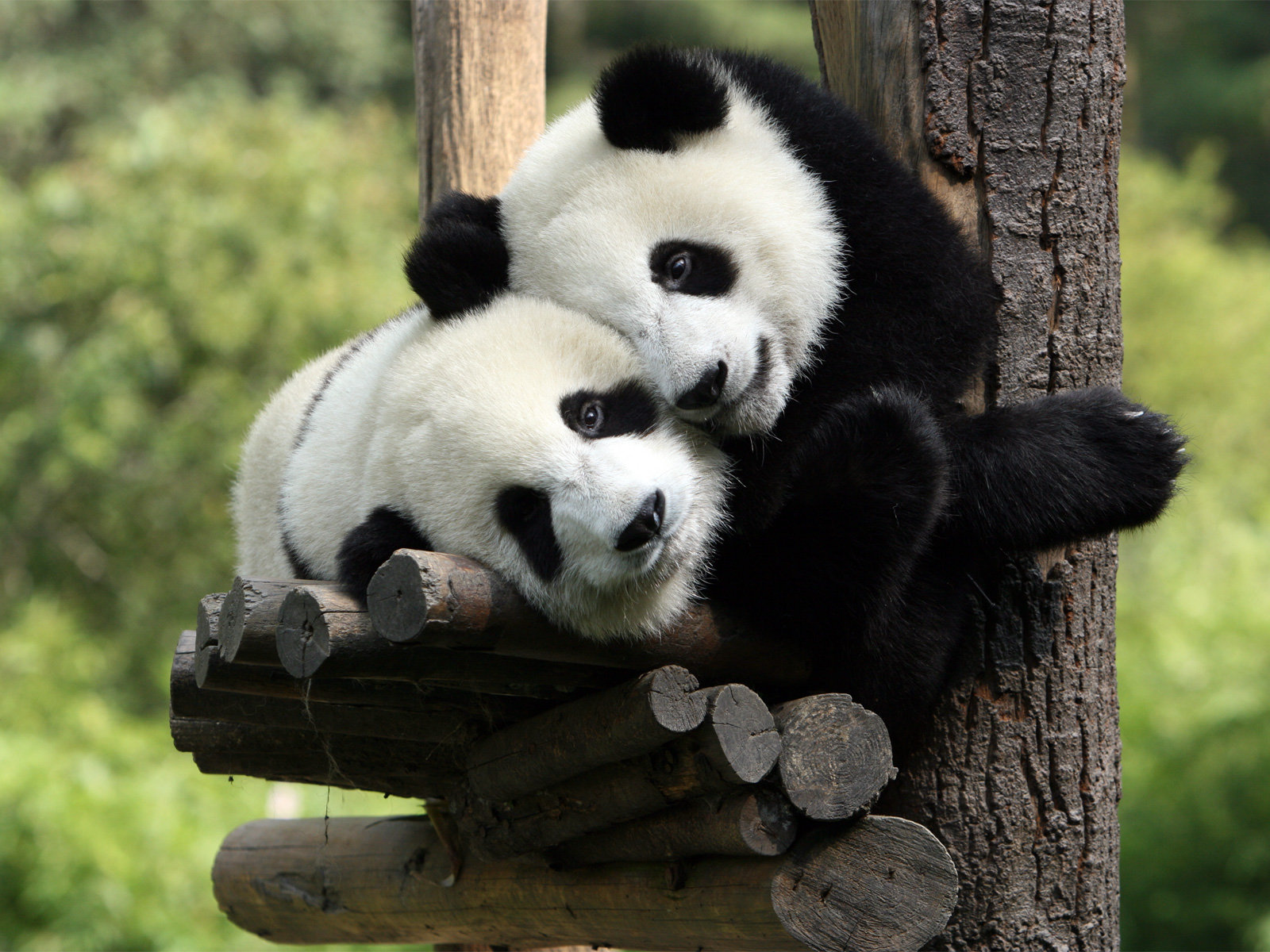 В китайском заповедники Нини родила двух панд-близнецов