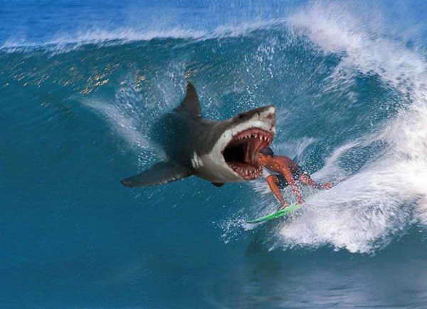 Ученые объяснили мотивы акул, атакующих людей