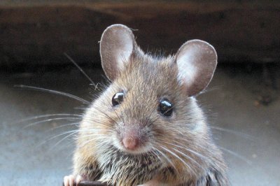 Ученые создали бесстрашных умных мышей