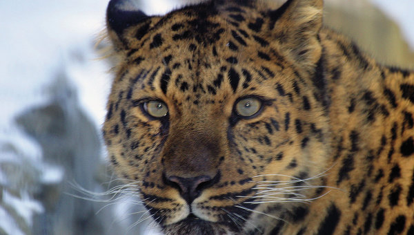 В лесах РФ и КНР живут не менее 80 дальневосточных леопардов