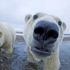 Ученые наденут спутниковые ошейники на белых медведей Ямала