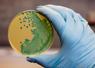 Ученые: Бактерии в горле человека вызывают развитие шизофрении