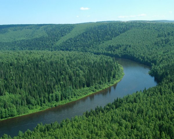 Ученые: На Земле растет более трех триллионов деревьев