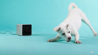 В интернете собирают деньги на первый смартфон для домашних животных