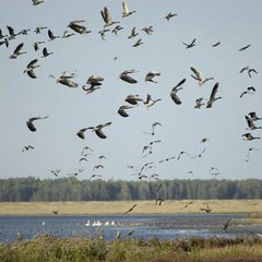 Ученые выяснили, как птицы выбирают место для отдыха во время миграции