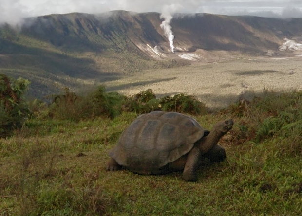 На панорамах Google появились галапагосские черепахи