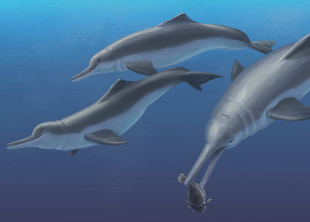 В Панаме нашли ископаемые останки нового вида речного дельфина