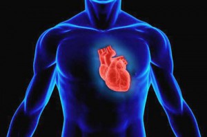Ученые вырастили крошечное «сердце» в лаборатории