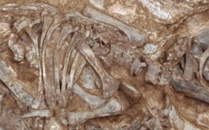 Найдены останки нового вида динозавров