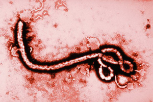 Япония выделила еще $12 млн на борьбу с вирусом Эбола