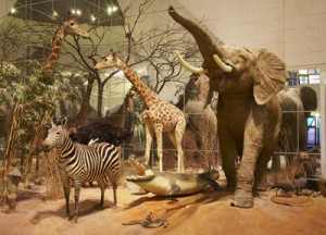 Дарвиновский музей отметит «День древнего человека»