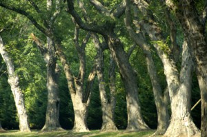Ученые: деревья положительно влияют на здоровье человека