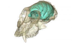 Создана трехмерная модель мозга древнейшей обезьяны